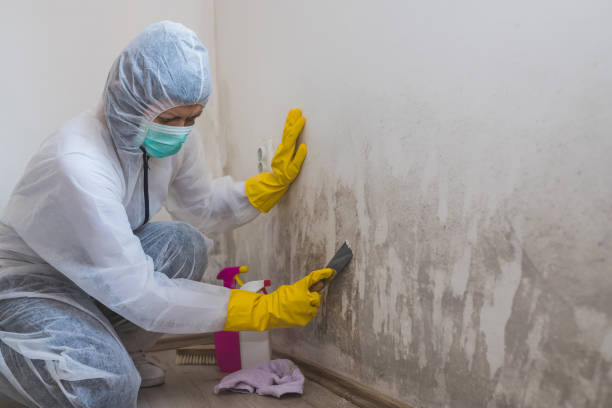 Best Attic Mold Removal  in Avon By The Sea, NJ
