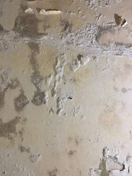 Best Affordable Mold Removal  in Avon By The Sea, NJ