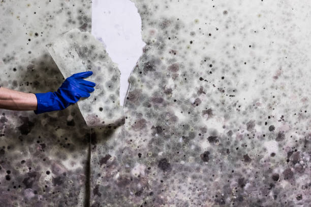 Best Same-Day Mold Removal  in Avon By The Sea, NJ