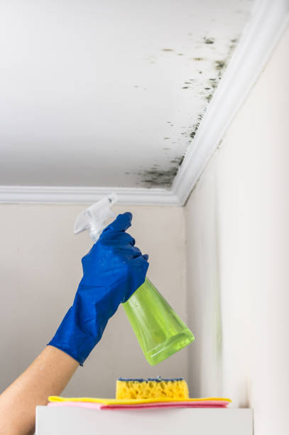 Best Crawl Space Mold Removal  in Avon By The Sea, NJ